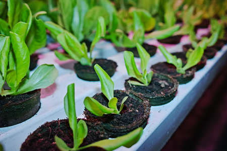 Growth stages of green lettuce, cultivation of green butterhead and oak bio lettuce uses hydroponics methodeの写真素材