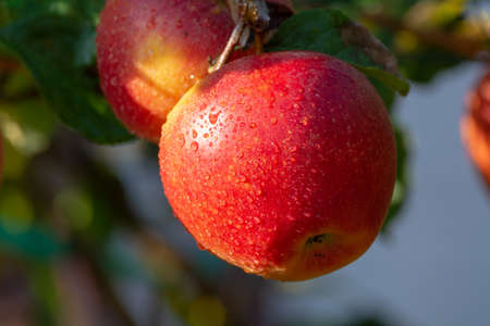 Harvesting apples in garden, autumn harvest season in fruit orchards, close up