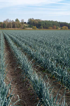 Field with growing leek onion plants, autums season on farms in Netherlandsの写真素材