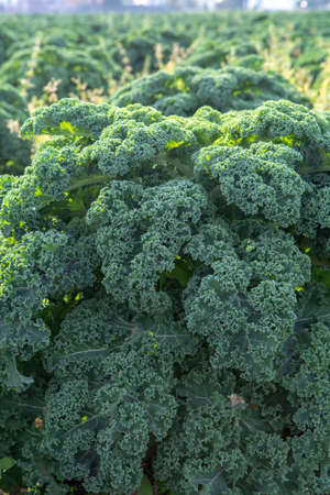 Green ripe kale or curly leaf cabbage growing on farm field, ready to harvest, farming in Netherlandsの写真素材