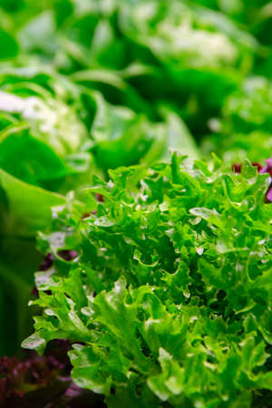 Bio Green fresh butterhead lettuce ready to harvestの写真素材
