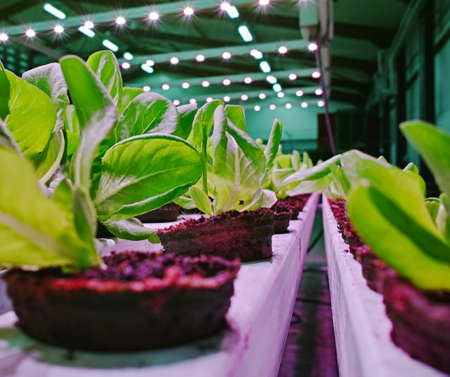 Growth stages of green lettuce, cultivation of green butterhead and oak bio lettuce uses hydroponics methodeの写真素材