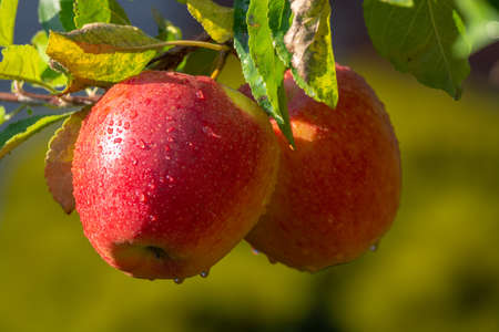 Harvesting apples in garden, autumn harvest season in fruit orchards, close up