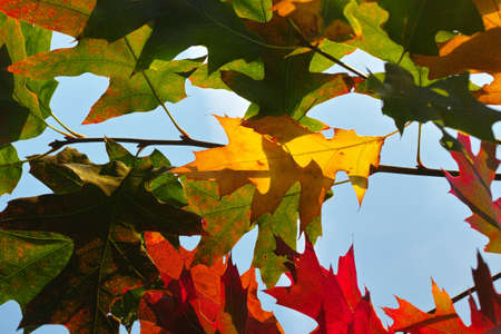 Fall of leaves in autumn, colorful american oak tree leaves close up