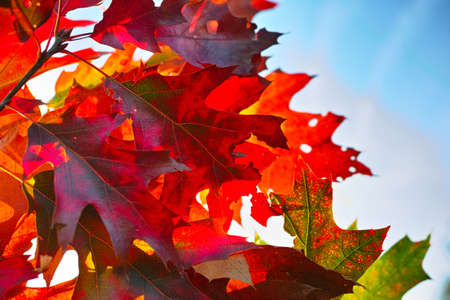 Fall of leaves in autumn, colorful american oak tree leaves close up