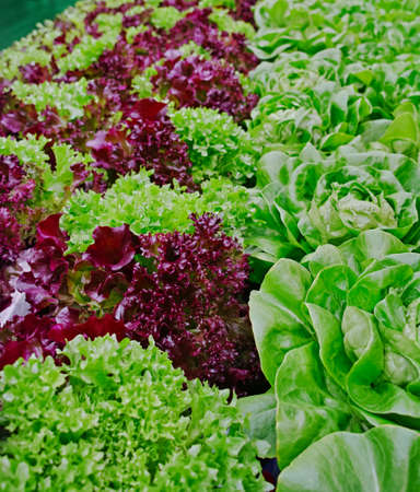 Growth stages of green lettuce, cultivation of green butterhead and oak bio lettuce uses hydroponics methodeの写真素材
