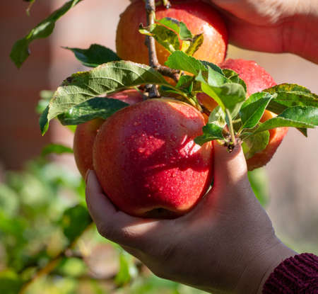 Harvesting apples in garden, autumn harvest season in fruit orchards, woman hand with apple