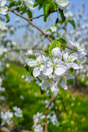 White apple tree blossom, spring season in fruit orchards in Haspengouw agricultural region in Belgium, landscapeの写真素材