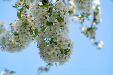 Cherry tree blossom, spring season in fruit orchards in Haspengouw agricultural region in Belgium