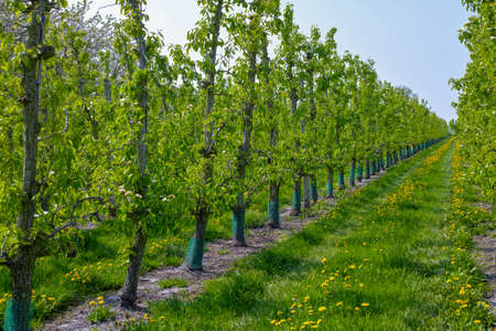 White pear tree blossom, spring season in fruit orchards in Haspengouw agricultural region in Belgium, landscapeの写真素材