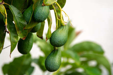Seasonal harvest of green orgaic avocado, tropical green avocadoes riping on big tree close up