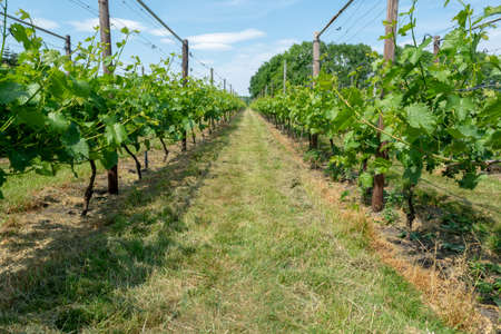 Vineyard in Netherlands, production of tasty white and rose wineの写真素材