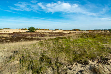Desert landscape with yellow sand dunes, trees and plants and blue sky, National park Druinse Duinen...
