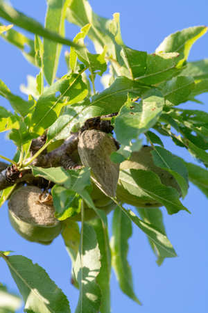 Green young almonds nuts growing on almond tree