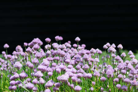 Summer blossom of chives allium plant in garden