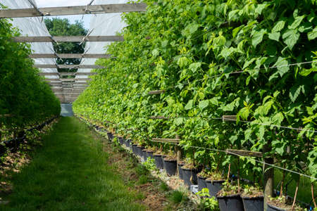 Indoor bio farming in Netherlands, greenhouse with rows of cultivated raspberry plants in spring...