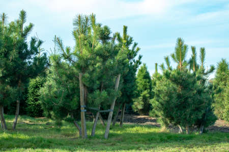 Cultivation of young pine trees growing on tree nursery for garden, parks in Netherlandsの写真素材