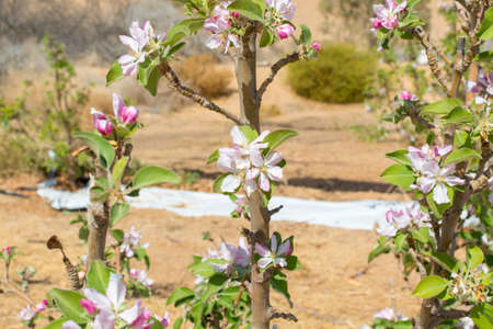 Beautiful pink apple tree blossom, springtime in kibbutz orchard Negev desert, sunny Israel in...
