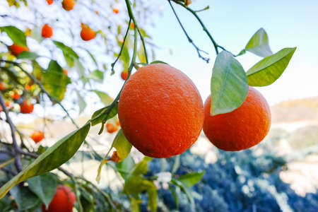 Orange tree with many ripe orange fruits ready to harvestの写真素材