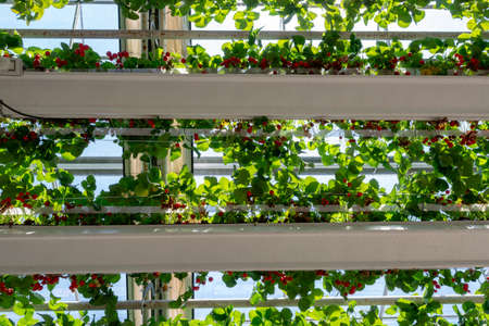 Dutch greenhouse with strawberry plants, cultivation of sweet tasty red berryの写真素材