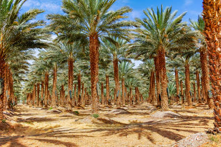 Plantation of Phoenix dactylifera, commonly known asÂ dateÂ orÂ date palm trees in Arava and Negev desert, Israel, cultivation of sweet delicious Medjool date fruitsの写真素材