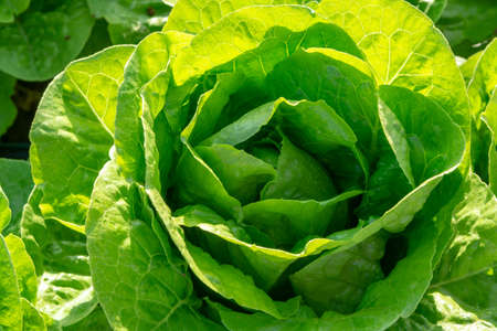 Fresh organic green lettuce leaf vegetable growth outdoor on field, ready to harvestの写真素材