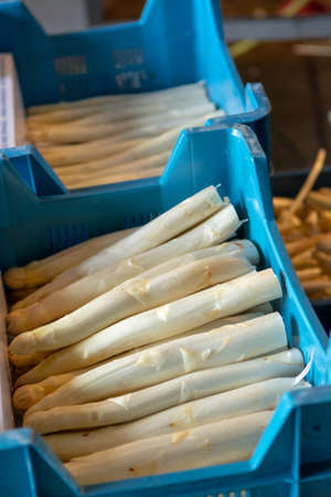 Industrial processing and washing of white asparagus vegetable on agricultural farm, preparation for saleの写真素材