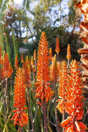 Colorful blossom of medicinal succulent plant aloe-veraの写真素材