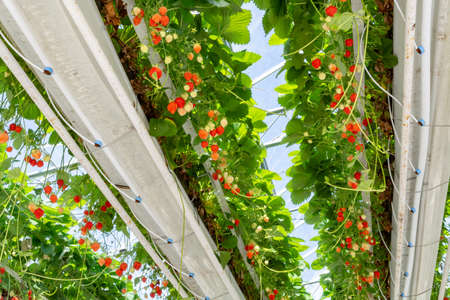 Greenhouse with rows of ripe big red strawberries plants, ready for harvest, sweet tasty organic berryの写真素材