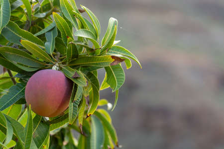 Tropical mango tree with big ripe mango fruits growing in orchard on Gran Canaria island, Spain, cultivation of mango fruits on plantation.の写真素材