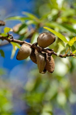 Ripe almond nuts in shell growing on almond tree close upの写真素材