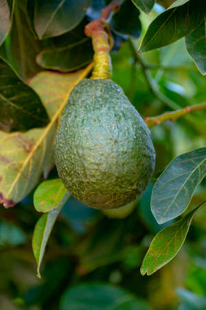 Tropical avocado tree with ripe green avocado fruits growing on plantation on Gran Canaria island, Spain, ready for seasonal harvestの写真素材