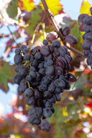 Bunches of ripe red table grapes hanging on old grape plants in autumn, ready for harvest