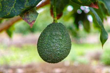 Tropical avocado tree with ripe green avocado fruits growing on plantation on Gran Canaria island, Spain, ready for seasonal harvestの写真素材