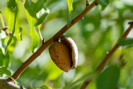 Ripe almond nuts in shell growing on almond tree close upの写真素材