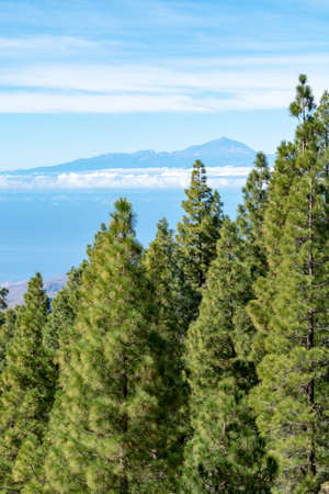 Green Canarian pine tree and Mountains landscape on Gran Canaria island, view on Mount Teide,...