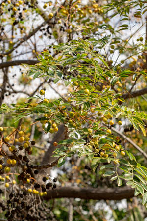 Melia azedarach or chinaberry tree, Pride of India, bead-tree, Cape lilac, Persian or Indian lilac...