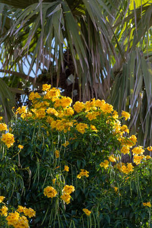 Blossom of tropical plant with beautiful yellow flowers, nature background