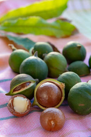 New harvest of ripe fresh Australian macadamia nuts in shell with leaves close up