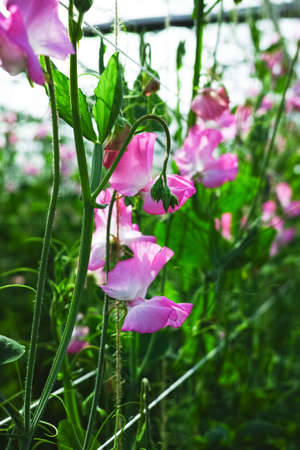 Cuthbertson Blend, Spenser type sweet peas colorful cut flowers cultivated as decorative or ornamental flower, growing in greenhouseの写真素材