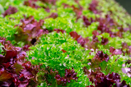 Bio Green and red fresh oak lettuce ready to harvestの写真素材