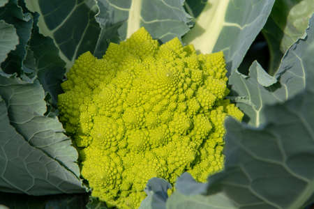 Organic ripe green Romanesco broccoli or Roman cauliflower, Broccolo Romanesco, Romanesque cauliflower growing on field, new harvestの写真素材