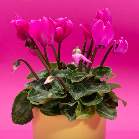 One small pink cyclamen plant with flowers in yellow pot on trendy brave pink background close up copy space, minimal colors conceptの写真素材