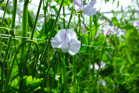 Cuthbertson Blend, Spenser type sweet peas colorful cut flowers cultivated as decorative or...