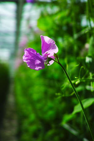 Cuthbertson Blend, Spenser type sweet peas colorful cut flowers cultivated as decorative or ornamental flower, growing in greenhouseの写真素材
