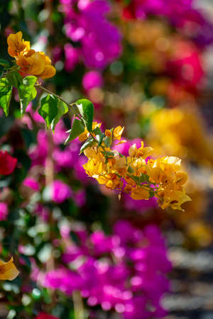 Row of ornamental plant bougainvillea with colorful flower-like spring leaves in buckets on sale in...