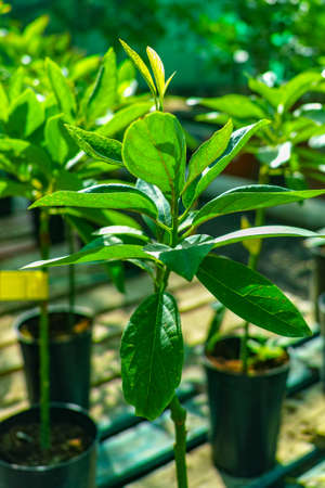 Rows of young avocado plants in buckets on sale in garden shop, tropical fruit plant growing is...
