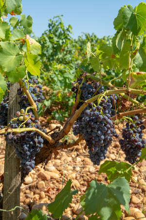 High quality French wine production, red wine ripe grapes plants growing in  Chateauneuf de Papes, Provence, Franceの写真素材