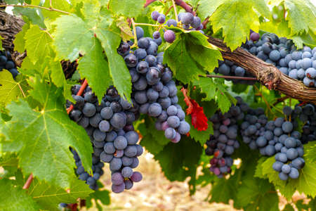 French red and rose wine grapes plant, first new harvest of ripe wine grape in France, Costieres de...