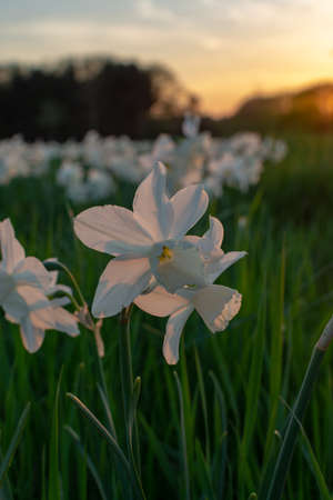Blossom of white daffodils flowers in garden, sunsen backlitの写真素材